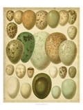Vintage Bird Eggs II Giclee Print