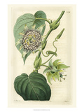 Antique Passionflower I Giclee Print by M. Hart