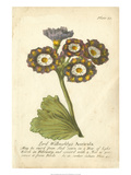 Non-Embellished Vintage Auricula I Giclee Print by Vision Studio 