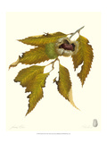 Chestnut Tree Giclee Print by James Linton Sain