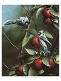 Summer Blue Jays Giclee Print by Kevin Daniel