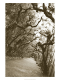 Boboli Arbor, Italy Giclee Print by Meg Mccomb