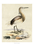 Antique Heron I Reproduction procédé giclée