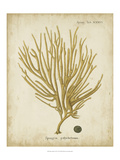 Esper Antique Coral IV Reproduction procédé giclée par Johann Esper
