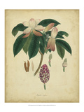Engelmann Botanical I Giclee Print by Engelmann 