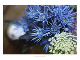 Drummond Blue Giclee Print by Meg Mccomb