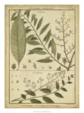 Diderot Antique Ferns I Giclee Print by Daniel Diderot