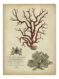 Imperial Coral IV Giclee Print