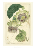 Antique Passionflower II Reproduction procédé giclée par M. Hart