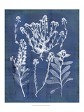 Nature's Imprint III Reproduction procédé giclée par Vision Studio 