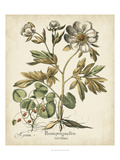 Ivory Peonies III Giclee Print by Basilius Besler