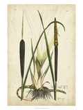 Antique Cattail I Giclee Print by Samuel Curtis
