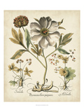 Ivory Peonies II Reproduction procédé giclée par Basilius Besler