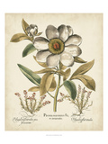 Ivory Peonies I Giclee Print by Basilius Besler