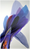 Deep Purple Limited Edition by Bette Ridgeway