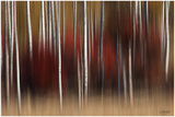 Forest Impressions Limited Edition by Norm Stelfox