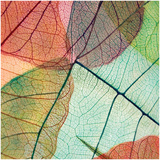 Colourful Leaves II Plakater af Jim Christensen Colourful Leaves II Plakater af Jim Christensen
