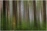 Green Surroundings Limited Edition by Norm Stelfox