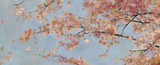 Osaka Blossoms I Prints by Rob Cherry