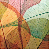 Colourful Leaves I Print by Jim Christensen
