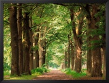 Forest Path Prints