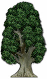 Árbol Imagen a tamaño natural