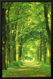 Camino de bosque Foto por Hein Van Den Heuvel
