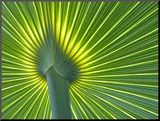 Palm Frond Mounted Photo by Gary W. Carter