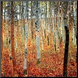 Forest of Beech Trees, c.1903 Mounted Print by Gustav Klimt