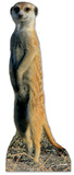 Meerkat Stand Up