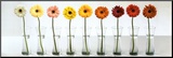 Gerbera Spectrum Mounted Print