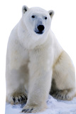 Polar Bear - Stand Up'ı