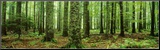 Rain Forest Mounted Print