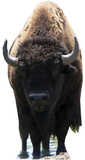 Bison Buffalo Stand Up