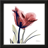 Single Tulip in Red Prints by Albert Koetsier