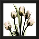 Crystal Flowers X-ray, Tulip Bouquet Prints by Albert Koetsier
