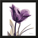 Royal Purple Parrot Tulip Poster by Albert Koetsier