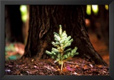 Determination: Little Pine Print