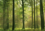 Autumn Forest Wall Mural