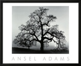 Oak Tree, Sunset City, California, 1932 Posters by Ansel Adams