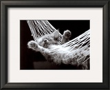 Cat Nap II Prints by David Mcenery