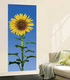 Sunflower Wall Mural