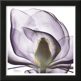 Precious Orchid in Purple Close Posters by Albert Koetsier