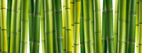 Bamboo Grove Poster