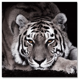 Tigra Negra Poster van Günter Lenz