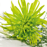 Green Overture Kunstdrucke