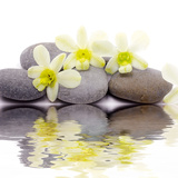 Orchid Reflecting In Water Prints