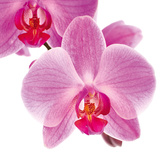 Bright Orchid Láminas
