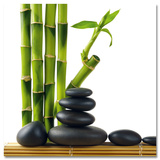 Bambou de la chance ou lucky bamboo (Dracaena Sanderiana) Art