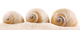 Shell Formation Affiches